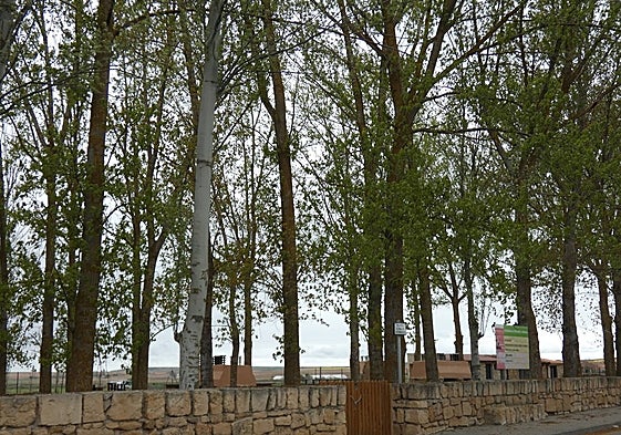 Aldearrubia talará sus chopos y realizará una continua replantación